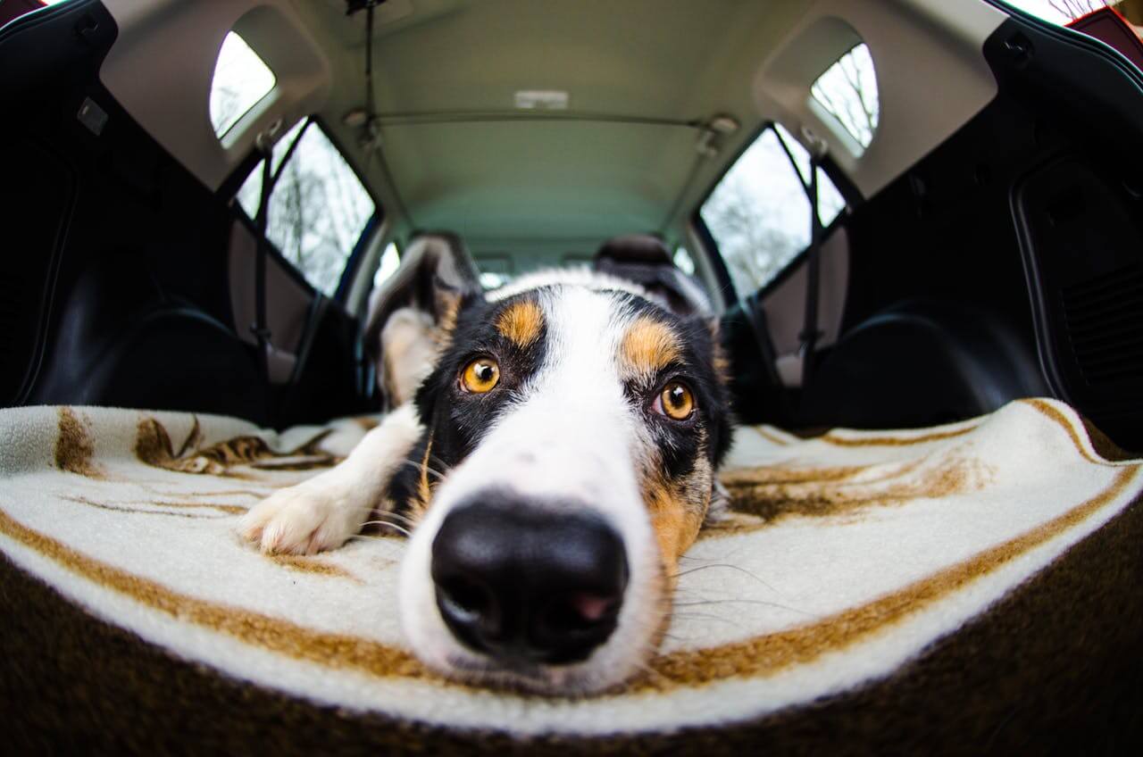 Cachorro deitado sobre cobertor no porta-malas aberto de um carro, olhando curioso para a câmera com expressão tranquila.