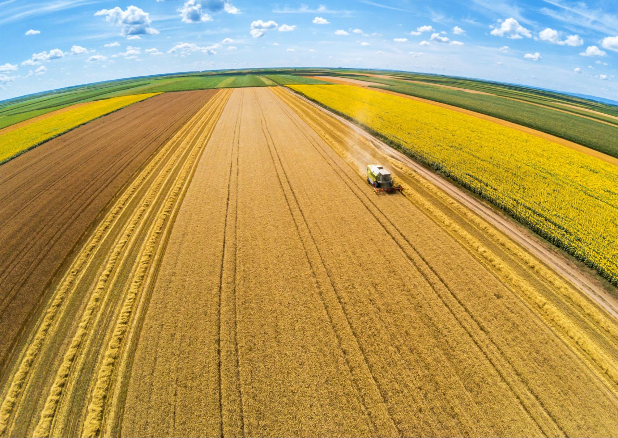 Vista aérea em grande-angular de uma colheitadeira trabalhando em uma vasta lavoura dourada ao lado de campos coloridos.